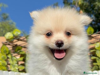 Pomerania perros - Anuncio 2