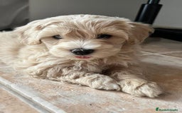 Maltipoo perros en venta: OFERTA ESPECIAL, MACHITOS MALTIPOOS - Imagen 1