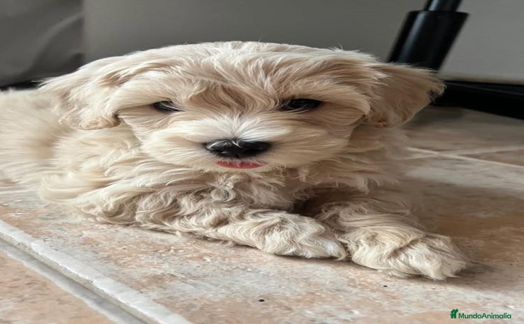 Maltipoo perros - Propaganda 14