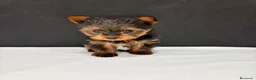 Yorkshire Terrier perros en venta: Yorkshire terrier  - Anuncio 25