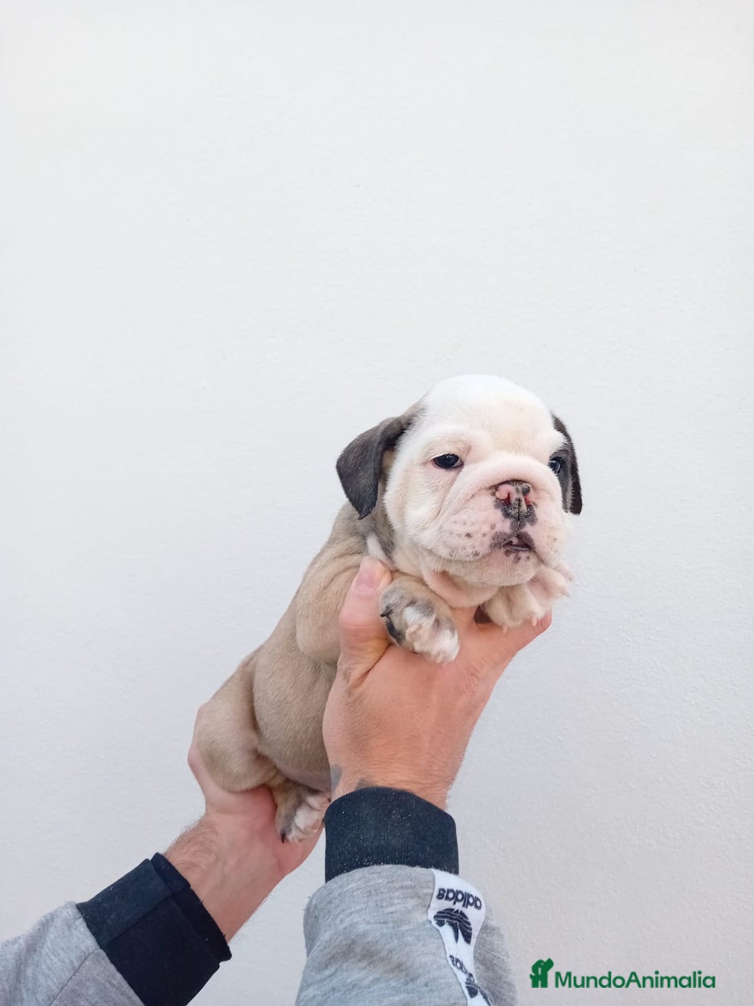 Bulldog Inglés perros en venta: Burló inglés  - Anuncio 4