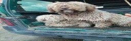 Perro de Agua Español perros en venta: Disponible Perros de agua color chocolate  - Anuncio 10