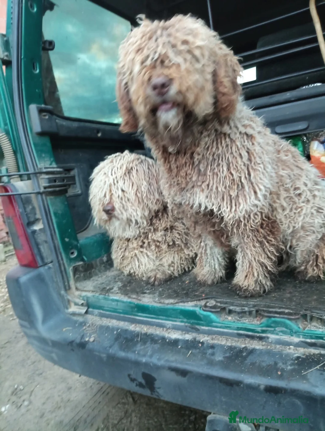 Perro de Agua Español perros en venta: Disponible Perros de agua color chocolate  - Anuncio 10