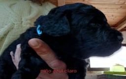 Labradoodle perros en venta: Hermosos cachorros medianos - Imagen 6