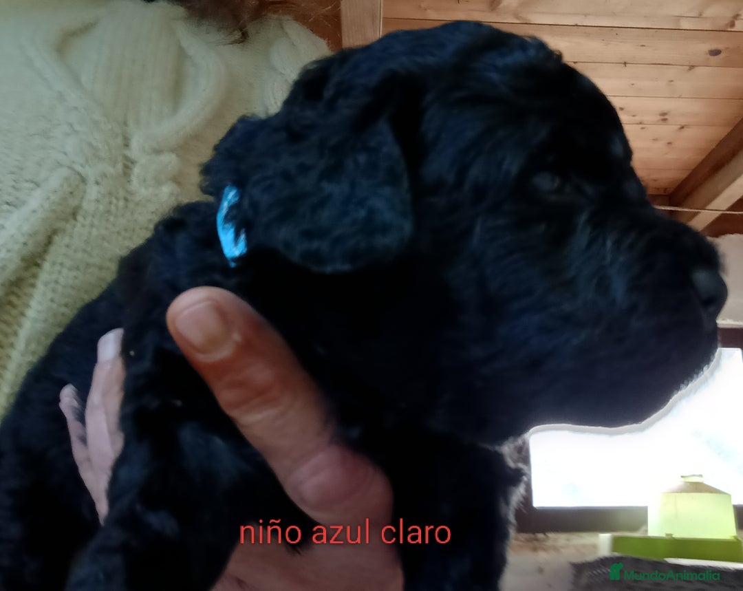 Labradoodle perros en venta: Hermosos cachorros medianos - Imagen 6