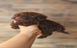 Caniche Toy perros en venta: Macho chocolate mini/toy - Imagen 2