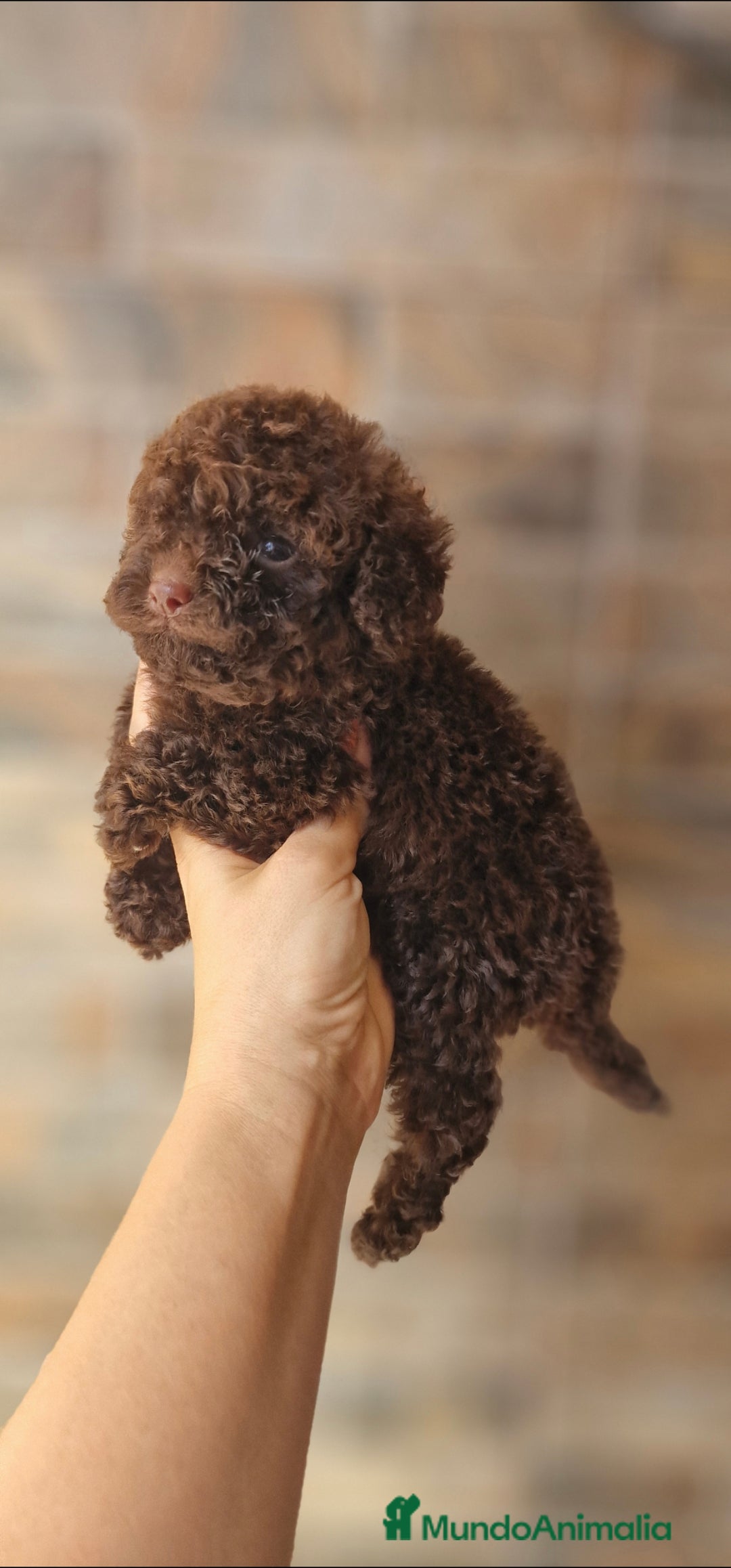 Caniche Toy perros en venta: Macho chocolate mini/toy - Imagen 2