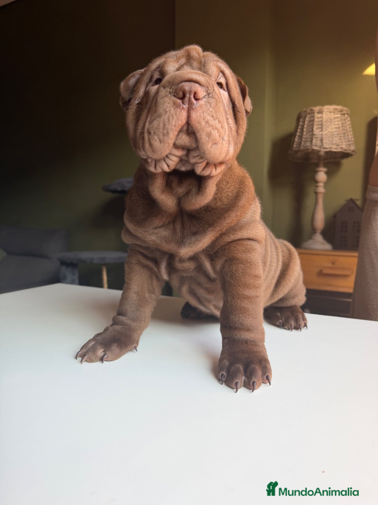 Shar Pei perros Shar-pei línea americana  - Anuncio 34