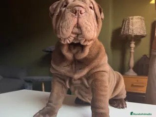 Shar Pei perros Shar-pei línea americana - Anuncio 34