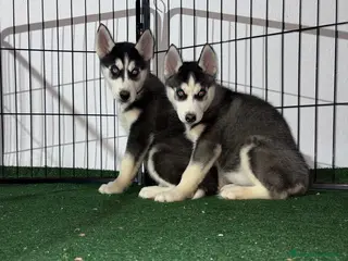 Husky Siberiano perros Husky siberiano - Anuncio 29