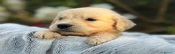 Golden Retriever perros en venta: golden cachorros - Anuncio 4