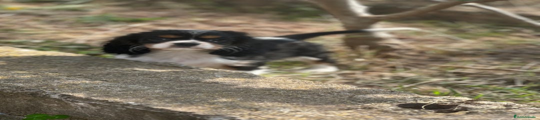 Cavalier King Charles Spaniel Cachorro 4