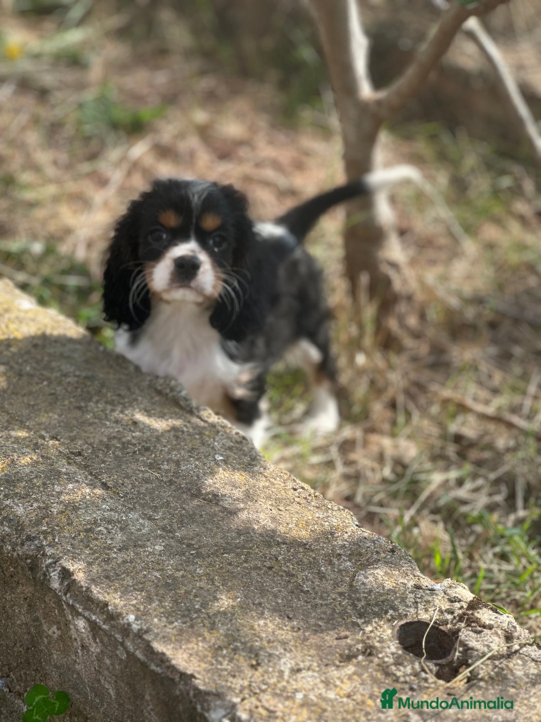 Cavalier King Charles Spaniel perros en venta: CAVALIER DISPONIBLES - Imagen 8