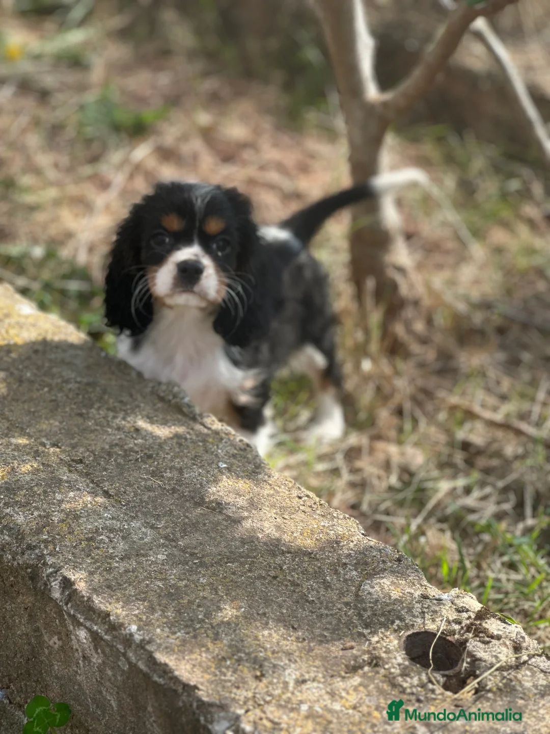 Cavalier King Charles Spaniel perros en venta: CAVALIER DISPONIBLES - Anuncio 8