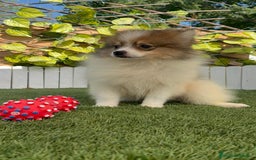 Pomerania perros en venta: POMERANIA MACHO ENVIO A TODA ESPAÑA - Imagen 2
