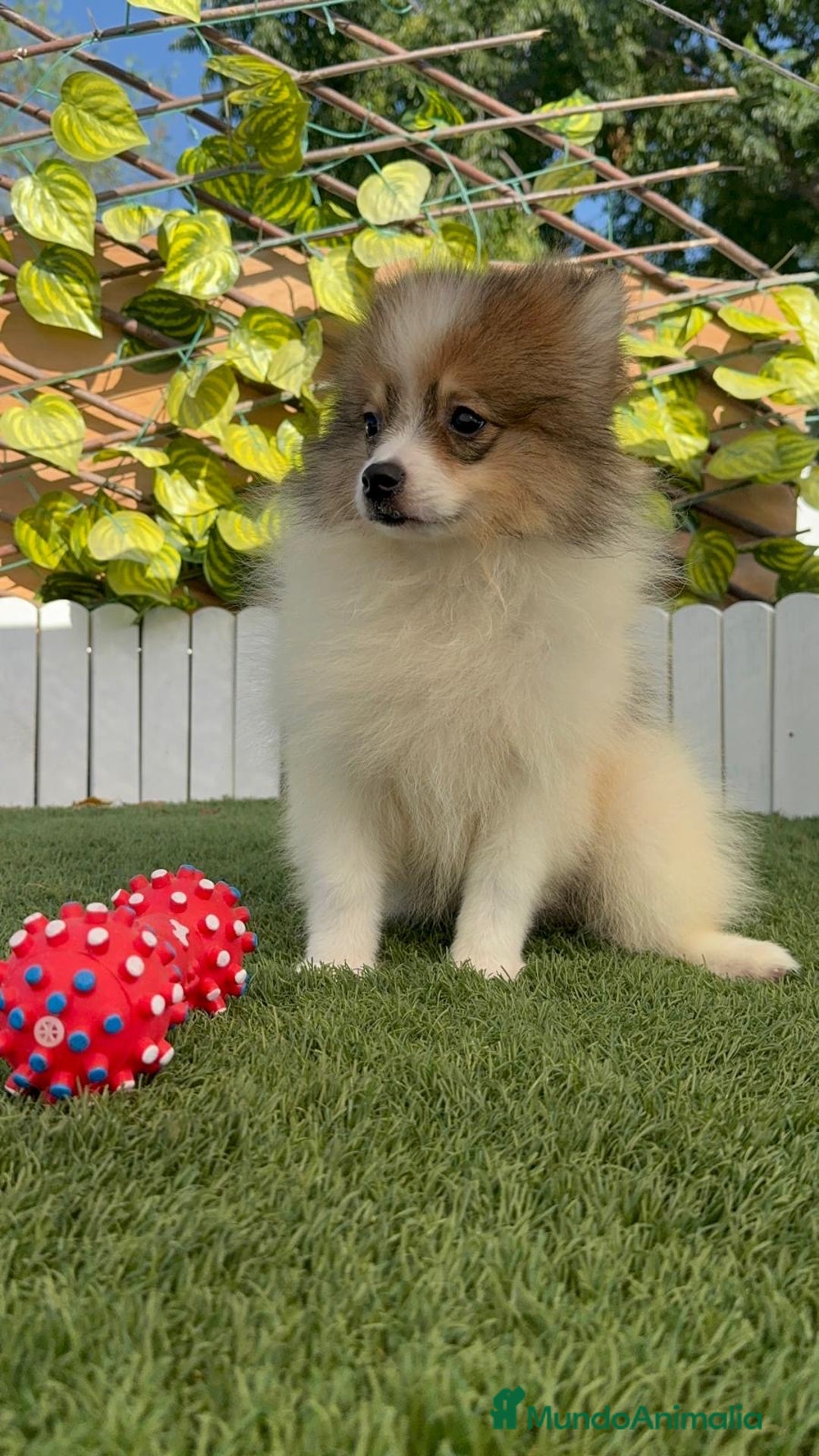 Pomerania perros en venta: POMERANIA MACHO ENVIO A TODA ESPAÑA - Imagen 2