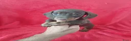 Teckel Miniatura perros en venta: Teckel Miniatura Chocolate  - Anuncio 1