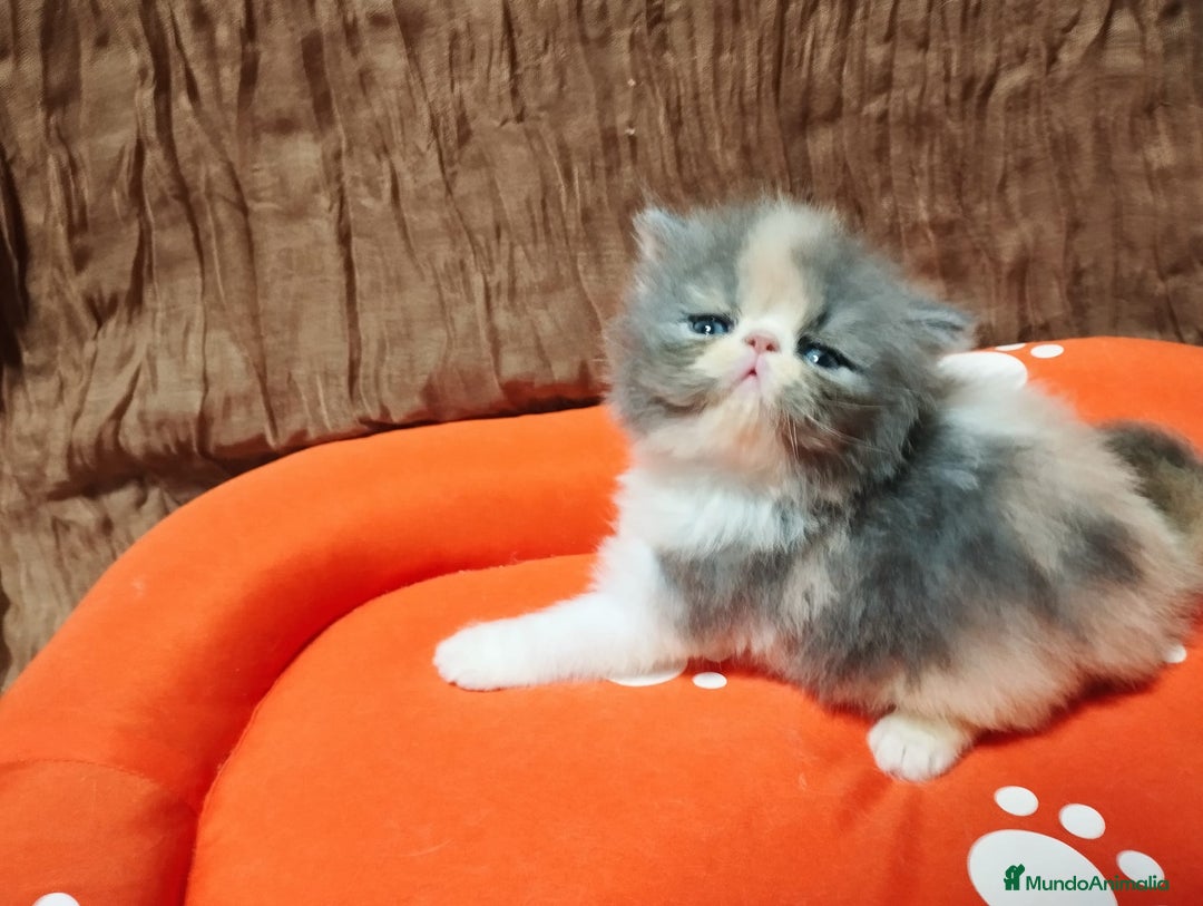 Persa gatos en venta: Gatos persas - Anuncio 1