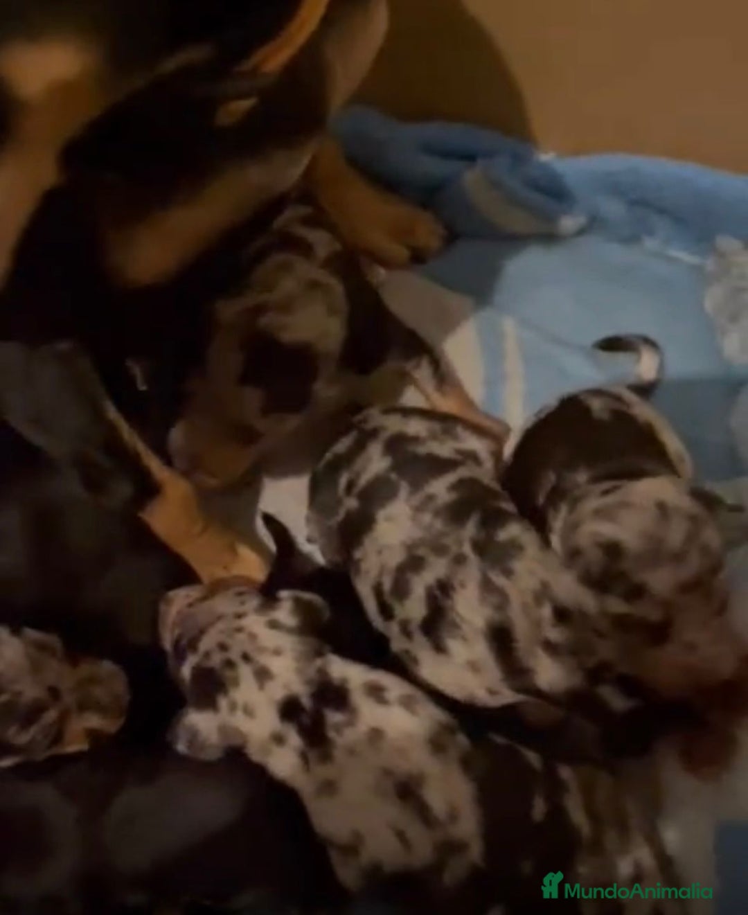 Pinscher Miniatura perros en venta: Pinscher miniatura  - Anuncio 7