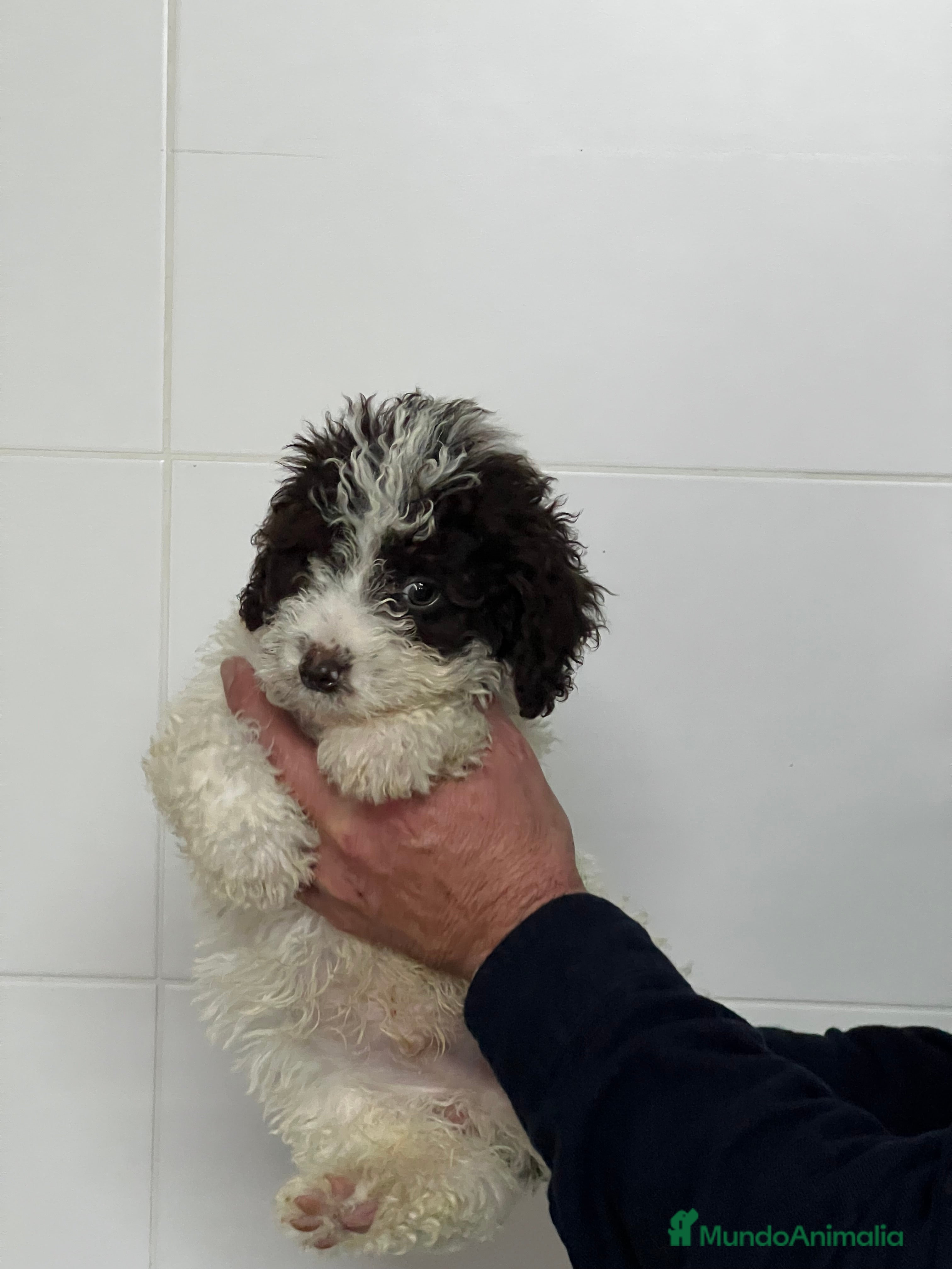 Perro de Agua Español perros Cachorros de perro de aguas @ - Anuncio 1