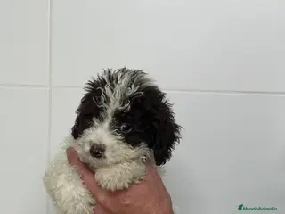 Perro de Agua Español perros Cachorros de perro de aguas @ - Anuncio 4