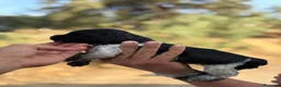 Épagneul Breton perros en venta: Cachorros de Breton  - Anuncio 3
