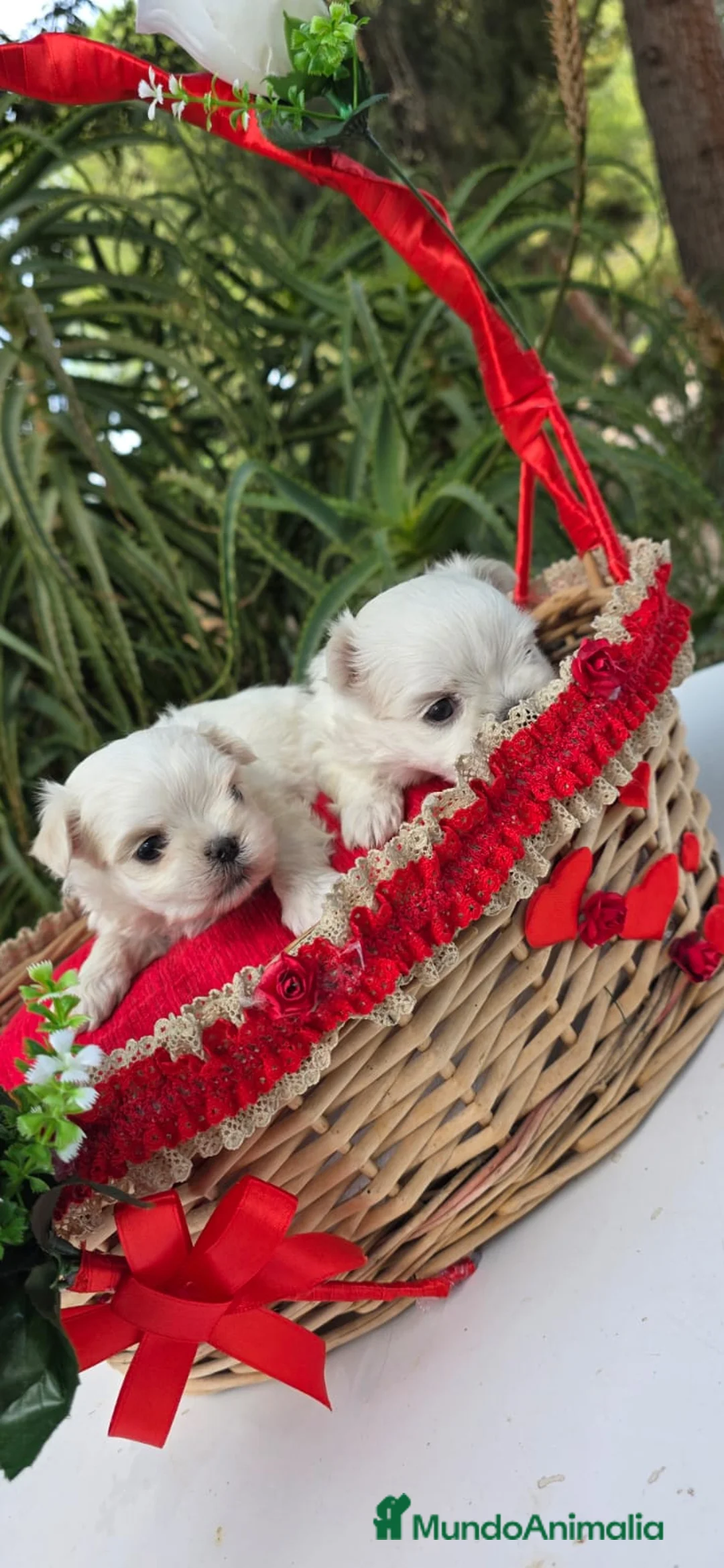 Bichón Maltés perros en venta: Bichon Maltés linea coreana - Anuncio 2