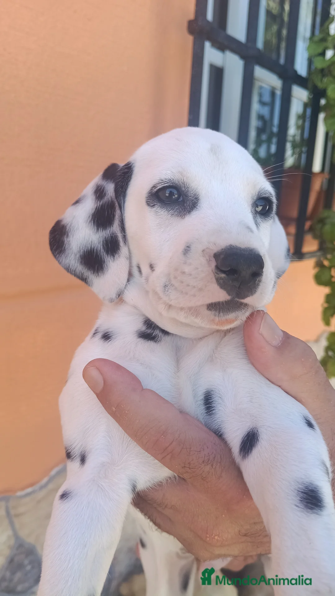 Dálmata perros en venta: Último macho y hembra dalmata  en Málaga - Anuncio 1