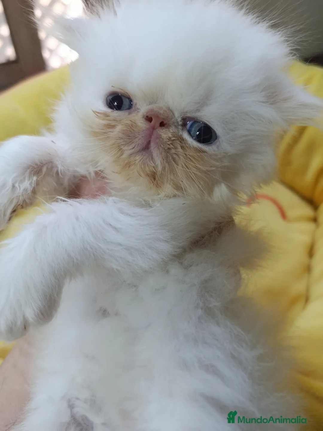 Persa gatos en venta: CACHORROS PERSAS HIMALAYOS  - Anuncio 4