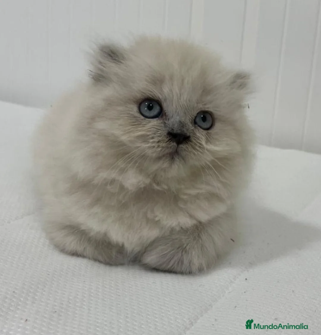 Scottish Fold gatos en venta: camada de Scottish fold longhair y shorthair - Anuncio 2