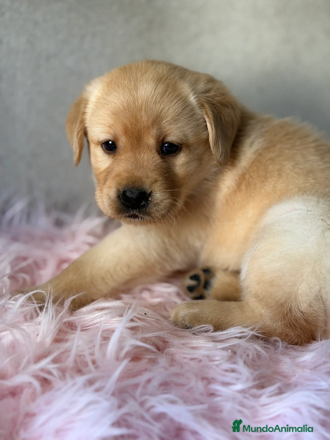 Labrador Retriever perros en venta: Labradora dorada  - Anuncio 1