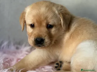 Labrador Retriever perros Labradora dorada - Anuncio 2