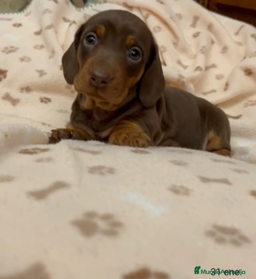 Teckel Miniatura perros Teckel Mini - Anuncio 2