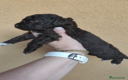 Perro de Agua Español perros en venta: Cachorros perros de agua - Imagen 7