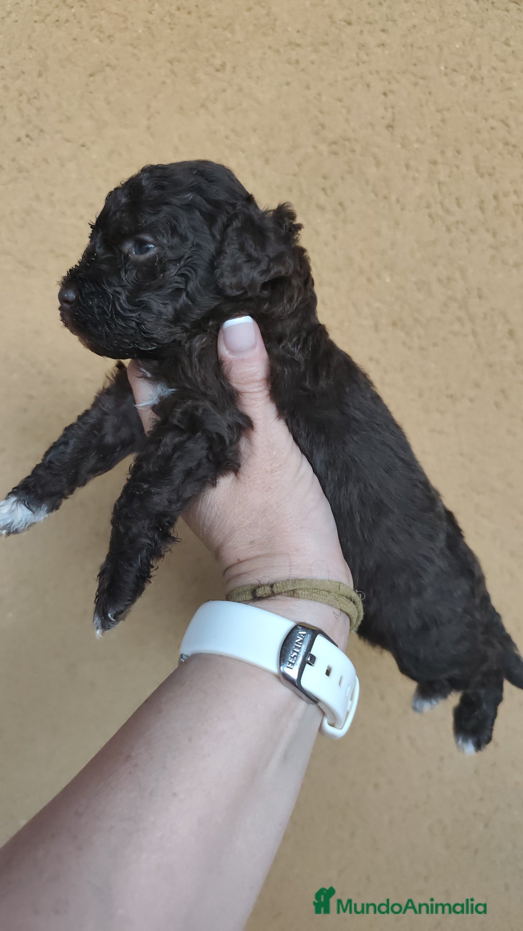 Perro de Agua Español perros en venta: Cachorros perros de agua - Imagen 7