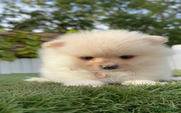 Pomerania perros en venta: POMERANIA HEMBRA - Imagen 21