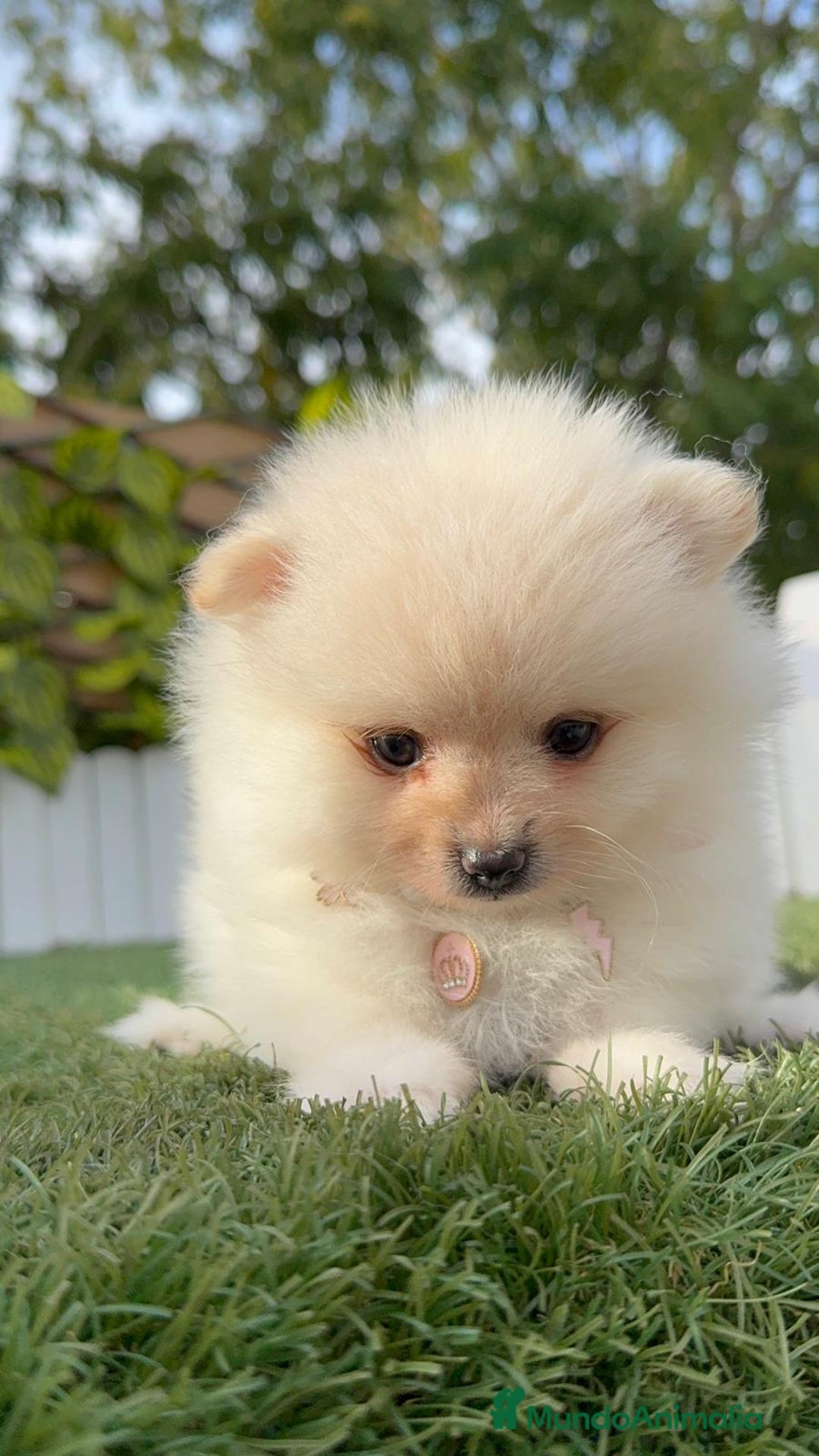 Pomerania perros en venta: POMERANIA HEMBRA - Imagen 21