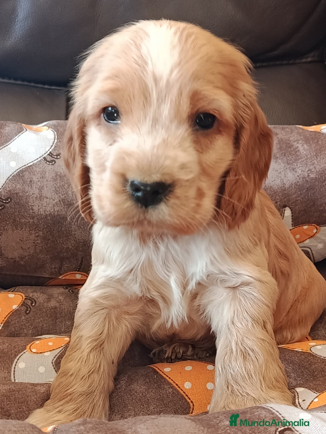 Cocker Spaniel Inglés perros en venta: cocker spaniel ingles - Anuncio 4