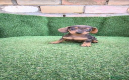 Teckel Miniatura perros en venta: teckel miniatura arlequin - Imagen 16