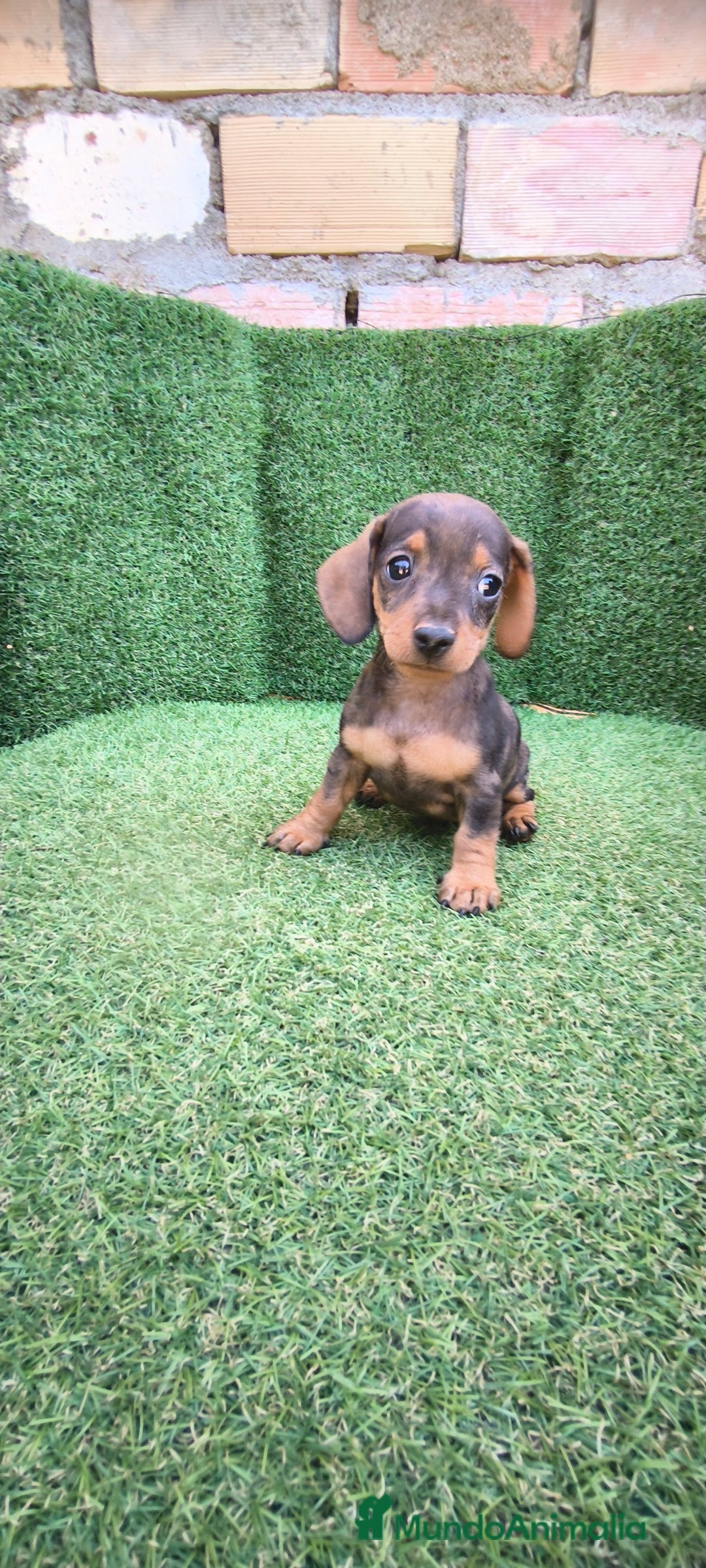 Teckel Miniatura perros en venta: teckel miniatura arlequin - Imagen 16