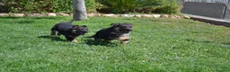 Pastor Alemán perros en venta: PASTOR ALENÁN - Anuncio 3