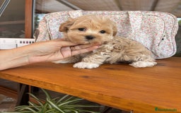 Maltipoo perros en venta: Maltipoo muy guapos !!!! - Imagen 2