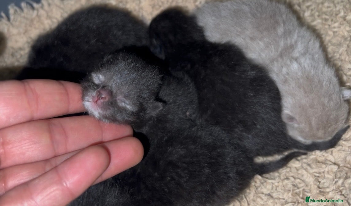 Británico de Pelo Corto gatos EXCLUSIVOS BRITISH SHORTHAIR BLACK - Anuncio 5