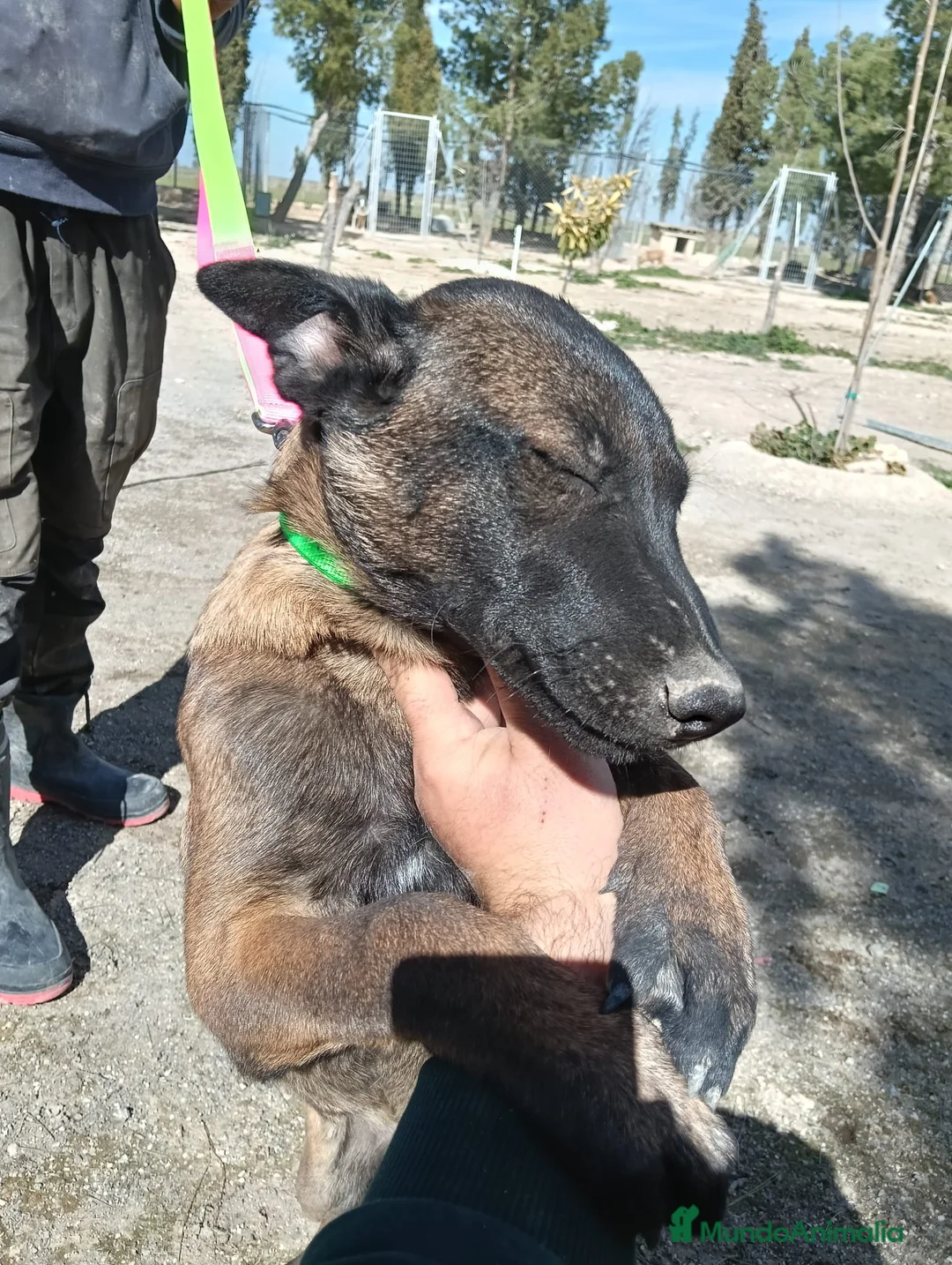 Otras razas perros en venta: Malinois - Anuncio 4