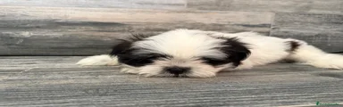 Shih Tzu 1