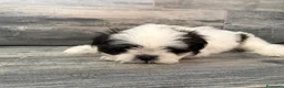 Shih Tzu perros en venta: Shih Tzu  - Anuncio 2