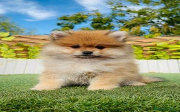 Pomerania perros en venta: POMERANIA MACHO - Imagen 9