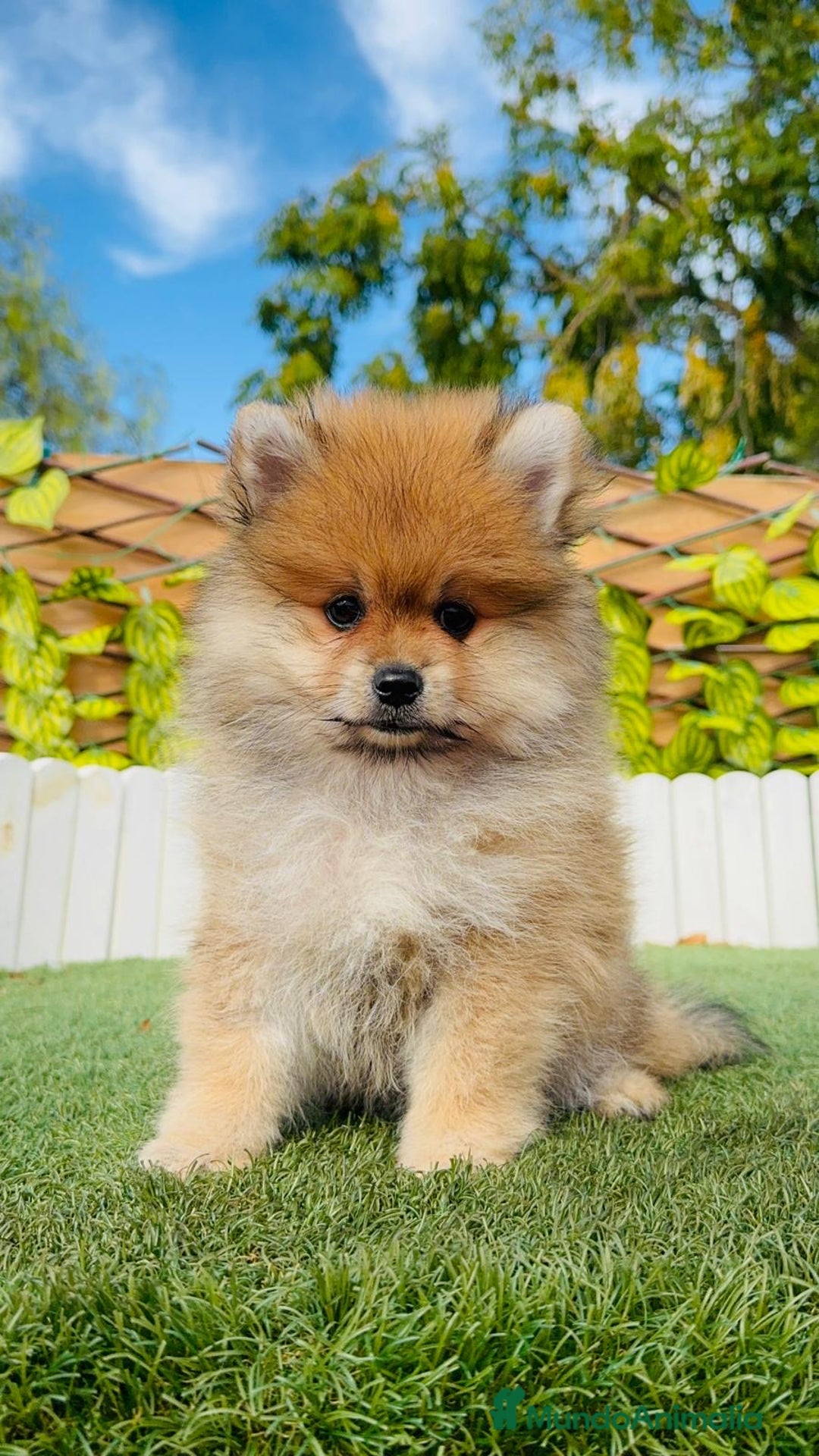 Pomerania perros en venta: POMERANIA MACHO - Imagen 9