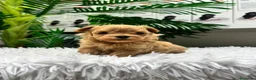 Maltipoo perros en venta: MALTIPOO COREANO 100% - Anuncio 8