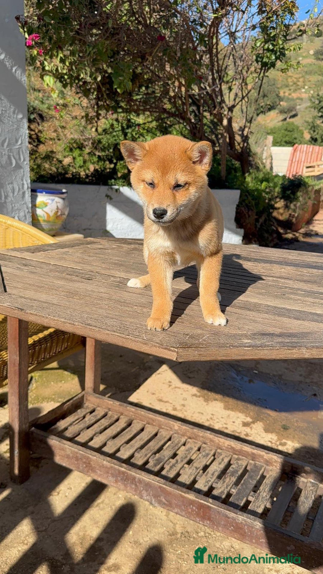 Shiba Inu perros en venta: Shiba Inu MACHOS Bebes Rojos increíbles bellos  - Anuncio 1